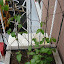 Clematis - Right box (shared)