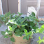 Oregano