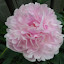 Peony