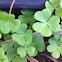 Common wood sorrel