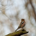 Chaffinch