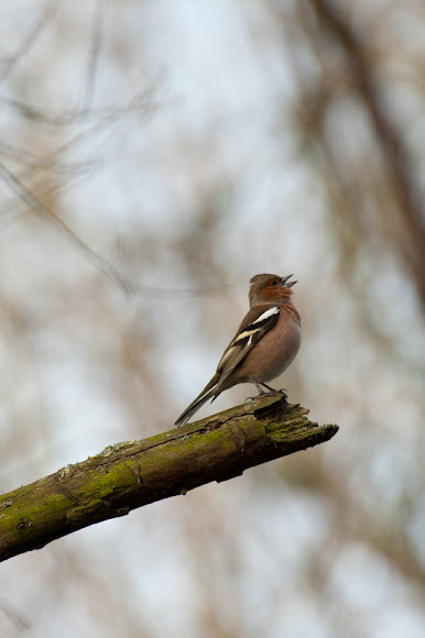 Spotting Image 1