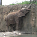 African Elephant
