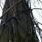 Black Rat Snake