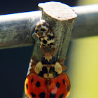 Harlequin ladybird