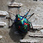 Cotton Harlequin Bug Nymph