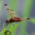 Calico Pennant