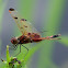 Calico Pennant