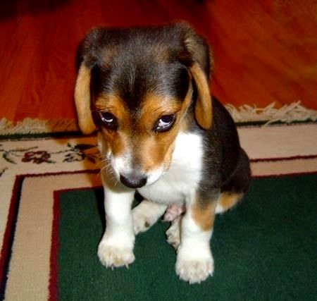 hund