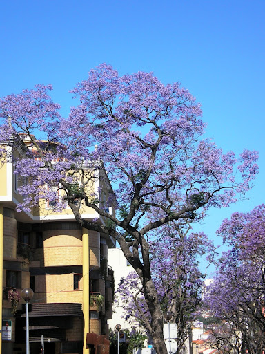 Jacarandás em Setúbal