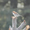 Cinnamon Tree Sparrow
