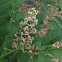 Pokeweed flowers