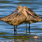 Marbled Godwit