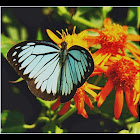 Blue Wanderer butterfly