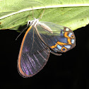 Mariposa de Cristal