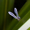 Derbid planthopper