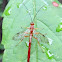 Ichneumon Wasp