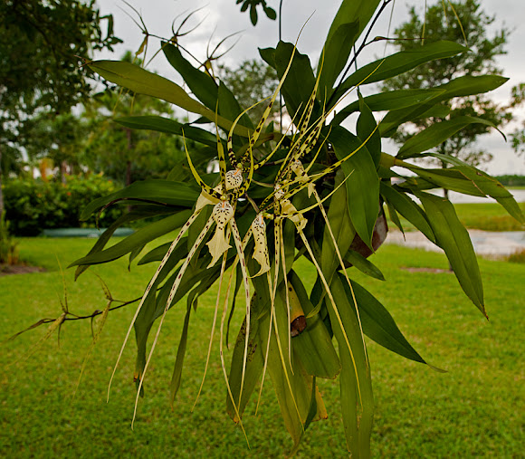 Spotting Image 1