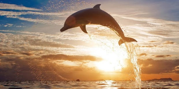 How to download Dolphins Live Wallpaper patch 1.3 apk for android