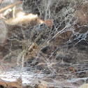 Corner Spider