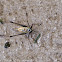 Kundasang golden-backed Cricket