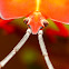 Shield Bug Nymph