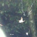 Orb weaver