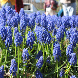 Floriade 2007