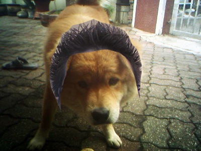 doggie m1e