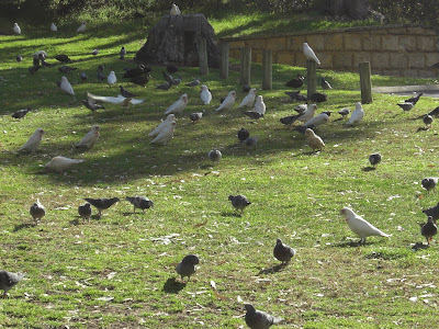 Des oiseaux partout... partout!