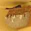 Barn Swallow