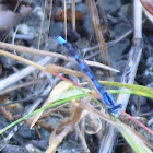 Northern Bluet
