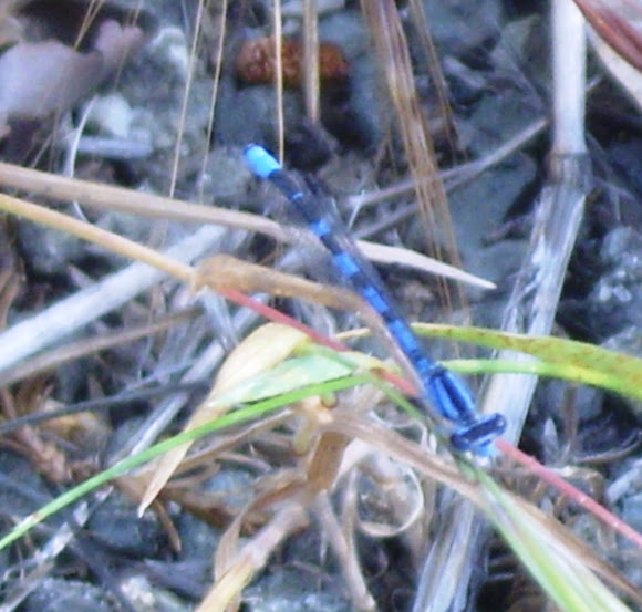 Spotting Image 1