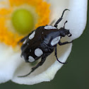 White-spotted Fruit Chafer