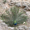 Indian Peacock (Peafowl)