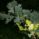 Oak tree