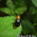Flea Beetle