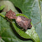 Dusky stink bugs (mating)