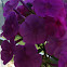 Creeping Phlox