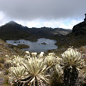 Frailejon