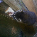 Common raccoon