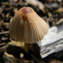 Inky Cap