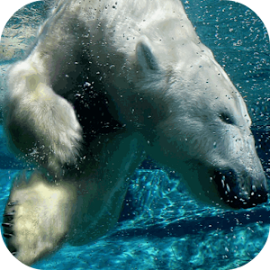 Polar Bear Live Wallpaper.apk 1.0