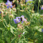 Bombus pascuorum