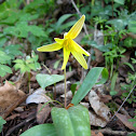 Trout-lily