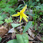 Trout-lily