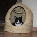 Gato