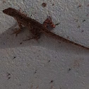 Brown Anole