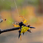 spiny orb weaver