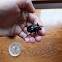 Ox Beetle